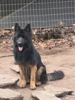 Black/red Longcoat male 3 yr, a male German Shepherd Dog for sale in Barnesville, GA – Photo 1 of 4