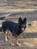 Black/red Longcoat male 3 yr, a male German Shepherd Dog for sale in Barnesville, GA – Photo 4 of 4