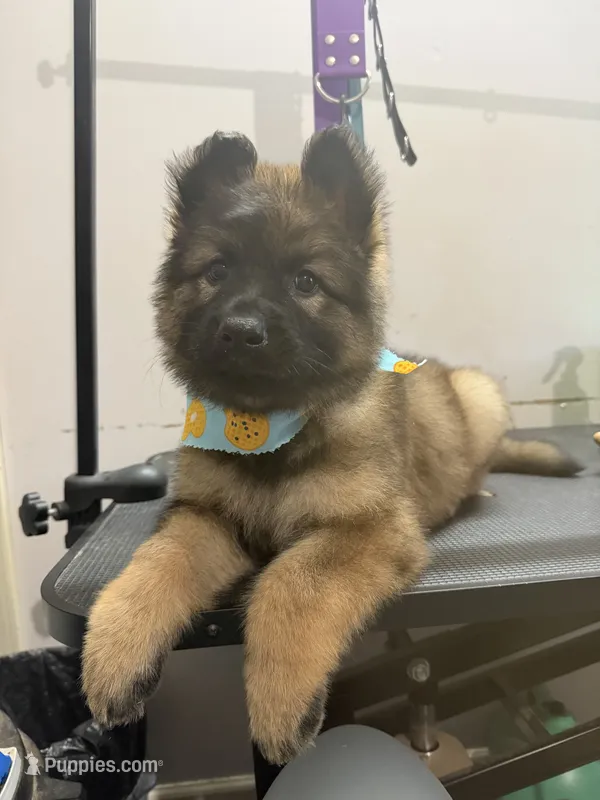 Dark sable longcoat Male 1 – German Shepherd Dog puppy for sale in Thomaston, GA