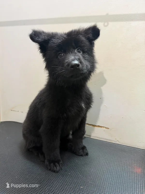 Solid black longcoat female – German Shepherd Dog puppy for sale in Thomaston, GA