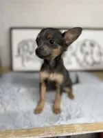 Longhaired Blue/tan applehead, a female Chihuahua for sale in Thomaston, GA – 2 of 3