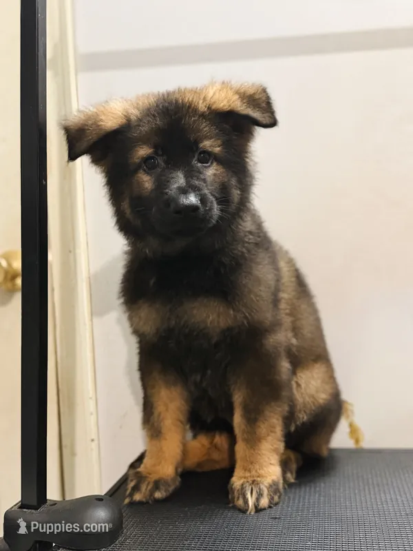 Dark sable female longcoat  – German Shepherd Dog puppy for sale in Thomaston, GA