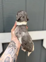 Longhaired Dapple pie (male 3), a male Miniature Dachshund for sale in Thomaston, GA – 3 of 7