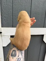 Longhair cream Male, a male Miniature Dachshund for sale in Thomaston, GA – 4 of 8