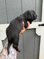 Longhair Black/cream Male, a male Miniature Dachshund for sale in Thomaston, GA – 3 of 7