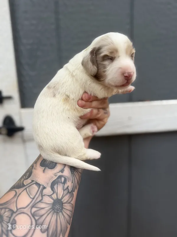 Longhaired Miniature chocolate dapple piebald (1) – Miniature Dachshund puppy for sale in Thomaston, GA