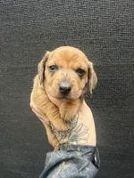 Dapple Shorthair, a male Miniature Dachshund for sale in Barnesville, GA – Photo 1 of 5