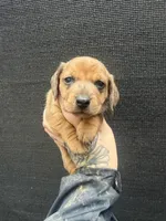 Dapple Shorthair, a male Miniature Dachshund for sale in Barnesville, GA – Photo 5 of 5