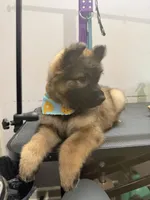 Dark sable longcoat Male 1, a female German Shepherd Dog for sale in Thomaston, GA – 2 of 4