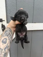Longhaired Miniature (solid black) 2, a male Miniature Dachshund for sale in Thomaston, GA – 3 of 6