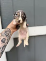 Longhaired Dapple pie (male 4), a male Miniature Dachshund for sale in Thomaston, GA – 3 of 6