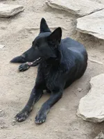 Dark sable female, a female German Shepherd Dog for sale in Thomaston, GA – 5 of 5