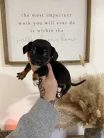 Black/tan Chiweenie, a female Chihuahua and Miniature Dachshund for sale in Thomaston, GA – 4 of 5