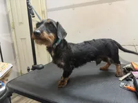 Wirehair Miniature Dachshund, a male Miniature Dachshund for sale in Thomaston, GA – 2 of 4