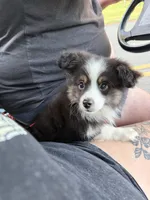 Toy tricolor Aussie , a male Toy Australian Shepherd for sale in Thomaston, GA – 3 of 4