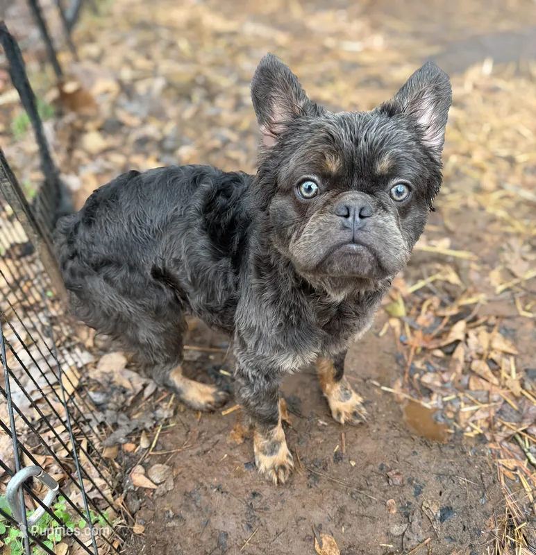 Blue & tan Fluffy AKC