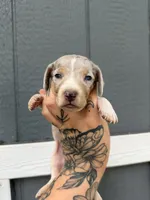 Shorthaired Dapple (male 2), a male Miniature Dachshund for sale in Thomaston, GA – 3 of 6