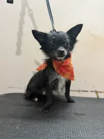 Longhaired Chihuahua , a male Chihuahua for sale in Thomaston, GA – 4 of 4