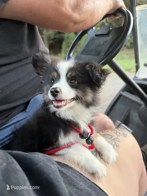 Toy tricolor Aussie  – Toy Australian Shepherd puppy for sale in Thomaston, GA