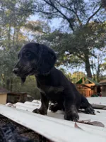 Longhaired Black & cream, a male Miniature Dachshund for sale in Thomaston, GA – 5 of 5
