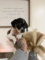 Piebald Chiweenie, a female Chihuahua and Miniature Dachshund for sale in Thomaston, GA – 3 of 4