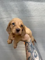 Longhaired solid Cream, a male Miniature Dachshund for sale in Thomaston, GA – 5 of 8