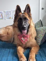 Dark sable female, a female German Shepherd Dog for sale in Thomaston, GA – 4 of 5