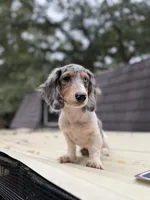 Longhaired Dapple Piebald, a male Miniature Dachshund for sale in Thomaston, GA – 2 of 5