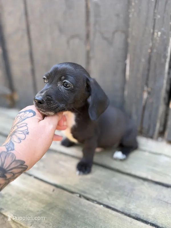 Black piebald Miniature (shorthair) – Miniature Dachshund puppy for sale in Thomaston, GA
