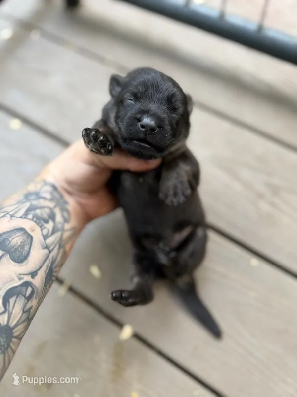 Longhaired Black sable (male) – German Shepherd Dog puppy for sale in Thomaston, GA
