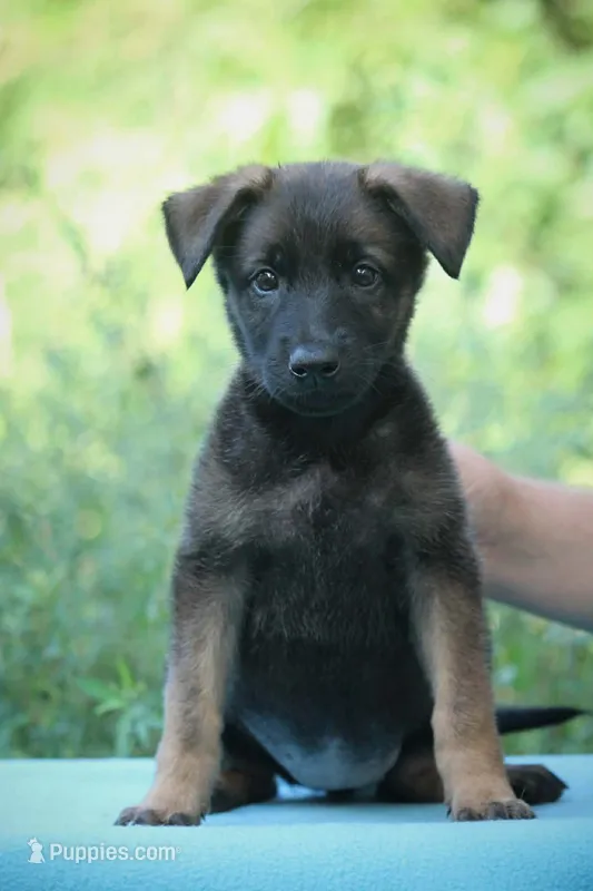 Dark sable female – German Shepherd Dog puppy for sale in Thomaston, GA