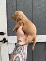 Longhair cream Male, a male Miniature Dachshund for sale in Thomaston, GA – 3 of 8