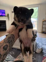 Black Tri Corgi, a male Pembroke Welsh Corgi for sale in Thomaston, GA – 2 of 2