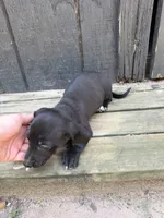 Black piebald Miniature (shorthair), a male Miniature Dachshund for sale in Thomaston, GA – 5 of 7
