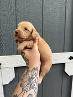 Longhair cream Male, a male Miniature Dachshund for sale in Thomaston, GA – 2 of 8