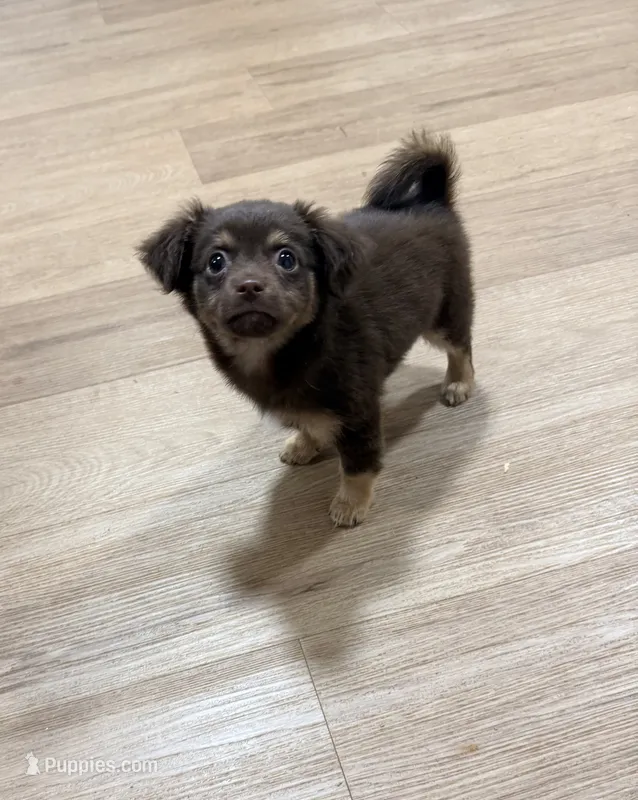 Choc & tan longhair Chihuahua – Chihuahua puppy for sale in Thomaston, GA