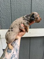 Longhair Dapple male (1), a male Miniature Dachshund for sale in Thomaston, GA – 7 of 7