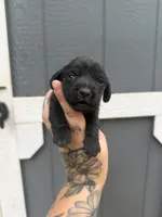 Shorthaired Miniature (solid black) 3, a male Miniature Dachshund for sale in Thomaston, GA – 1 of 6