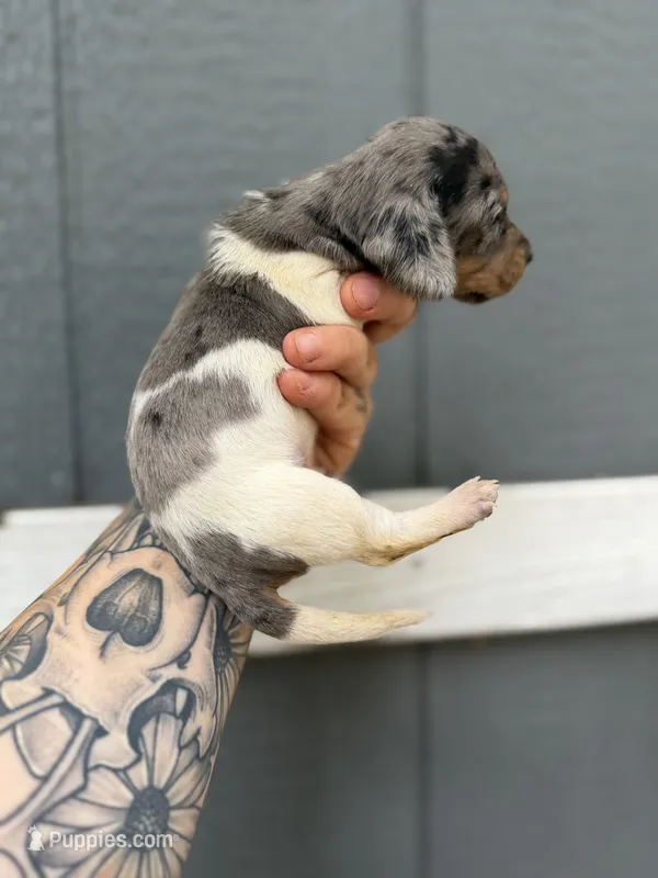 Longhaired dapple (male 1) – Miniature Dachshund puppy for sale in Thomaston, GA