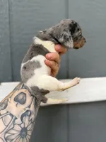 Longhaired dapple (male 1), a male Miniature Dachshund for sale in Thomaston, GA – 1 of 6