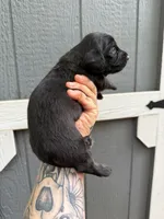 Longhair Black/cream Male, a male Miniature Dachshund for sale in Thomaston, GA – 7 of 7