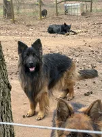 Longhair Black/red male, a male German Shepherd Dog for sale in Thomaston, GA – 4 of 5