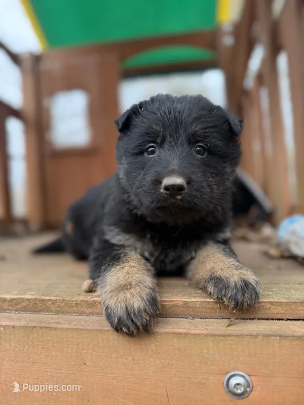Bicolor Longcoat female – German Shepherd Dog puppy for sale in Thomaston, GA