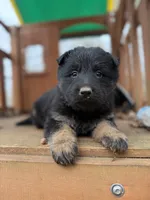 Bicolor Longcoat female, a female German Shepherd Dog for sale in Thomaston, GA – 1 of 5