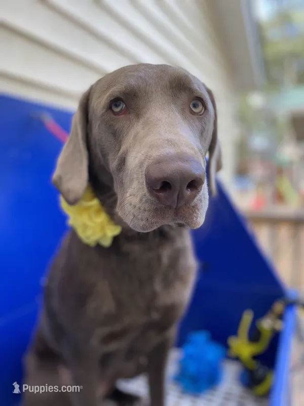 AKC Silver Labrador  – Labrador Retriever puppy for sale in Thomaston, GA