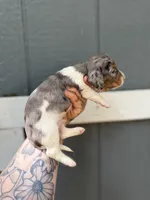Longhaired Dapple pie (male 3), a male Miniature Dachshund for sale in Thomaston, GA – 2 of 7