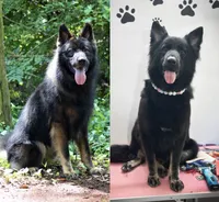 Longcoat Bicolor, a male German Shepherd Dog for sale in Thomaston, GA – 6 of 6