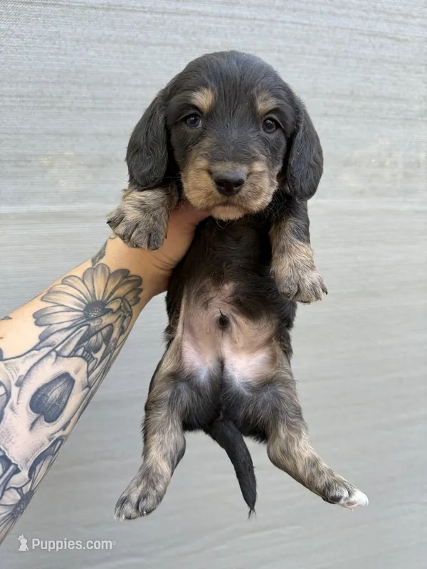 Longhaired Black/cream brindle Piebald  – Miniature Dachshund puppy for sale in Thomaston, GA