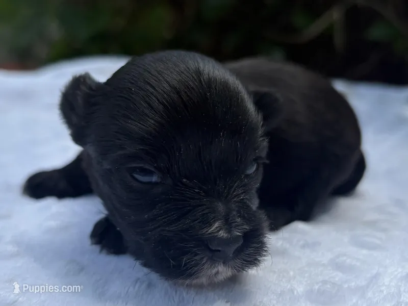 Ozzy, a male Yorkshire Terrier for sale in Palm Coast, FL – 1 of 10