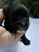 Ozzy, a male Yorkshire Terrier for sale in Palm Coast, FL – 2 of 10